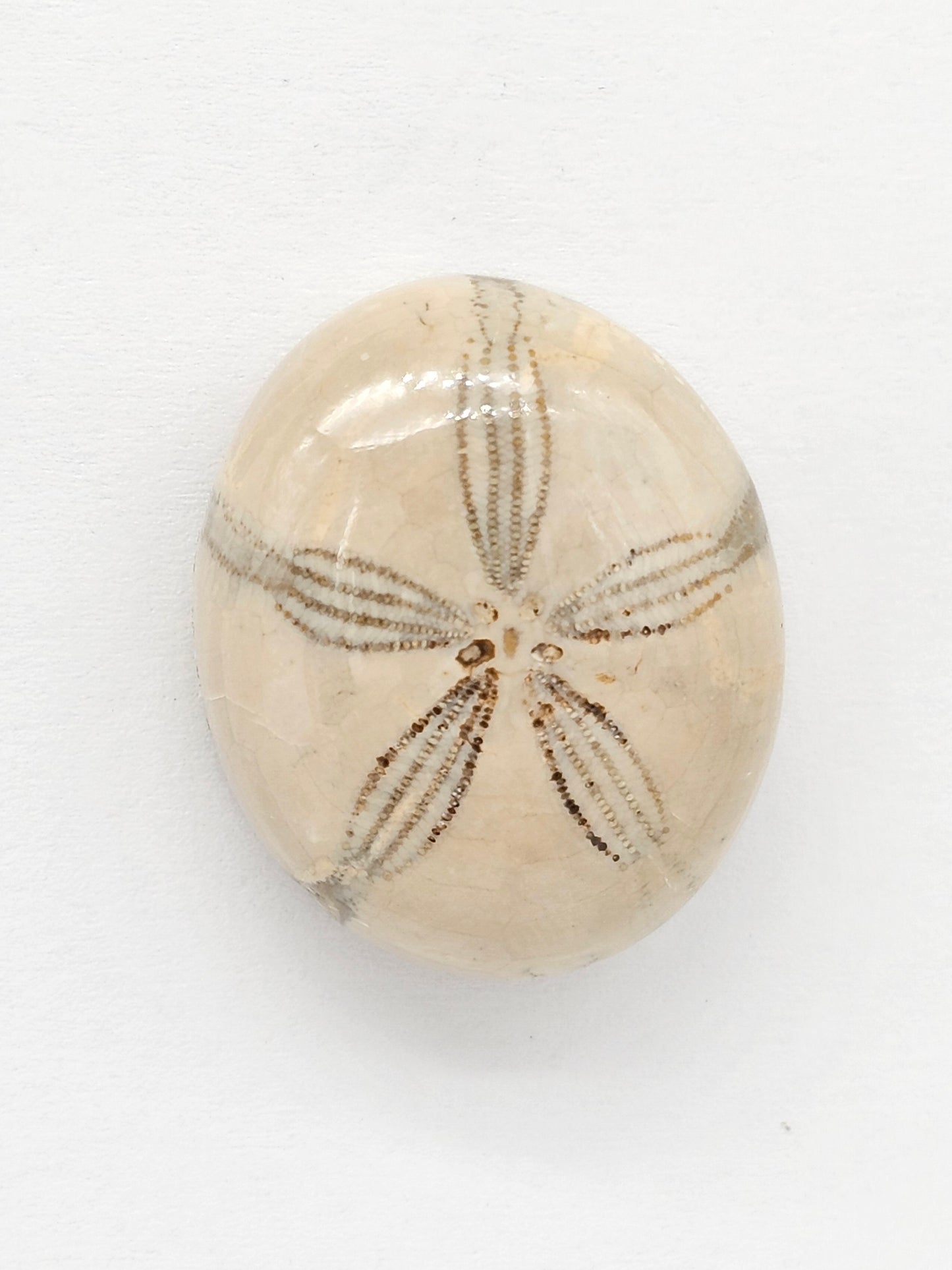 Sand Dollar Fossil - Large