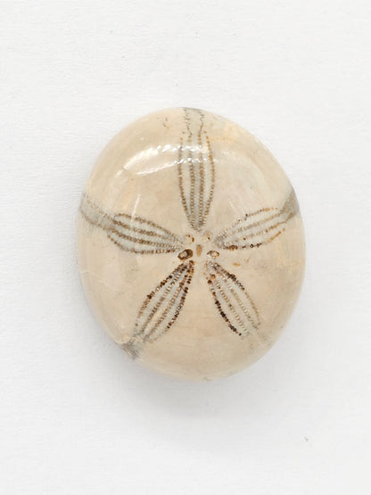 Sand Dollar Fossil - Large