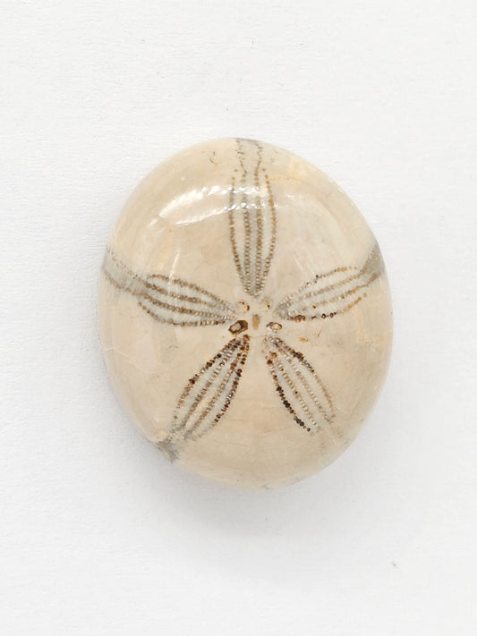 Sand Dollar Fossil - Large