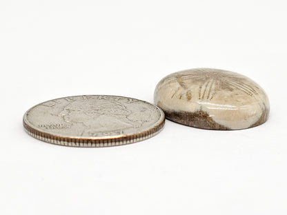 Sand Dollar Fossil - Large