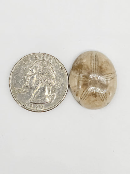 Sand Dollar Fossil - Large