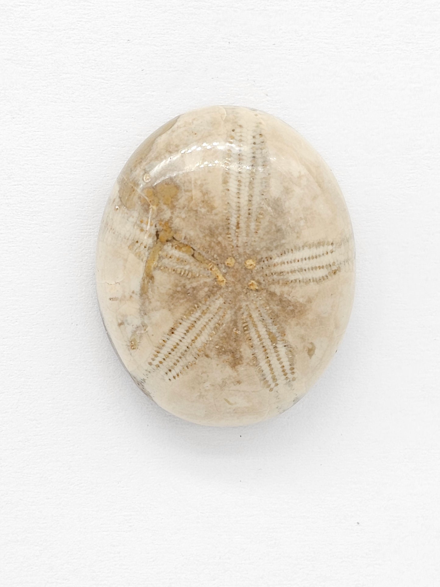 Sand Dollar Fossil - Large