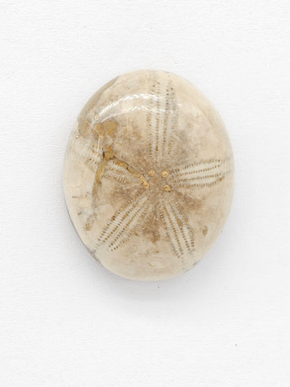 Sand Dollar Fossil - Large