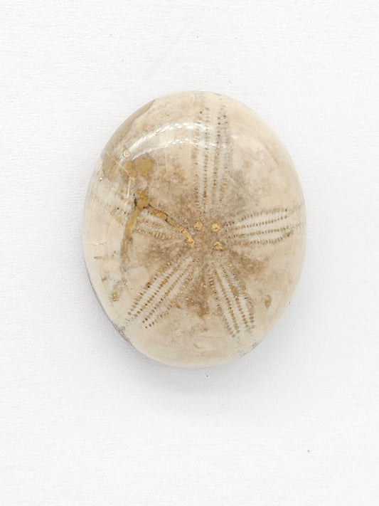 Sand Dollar Fossil - Large