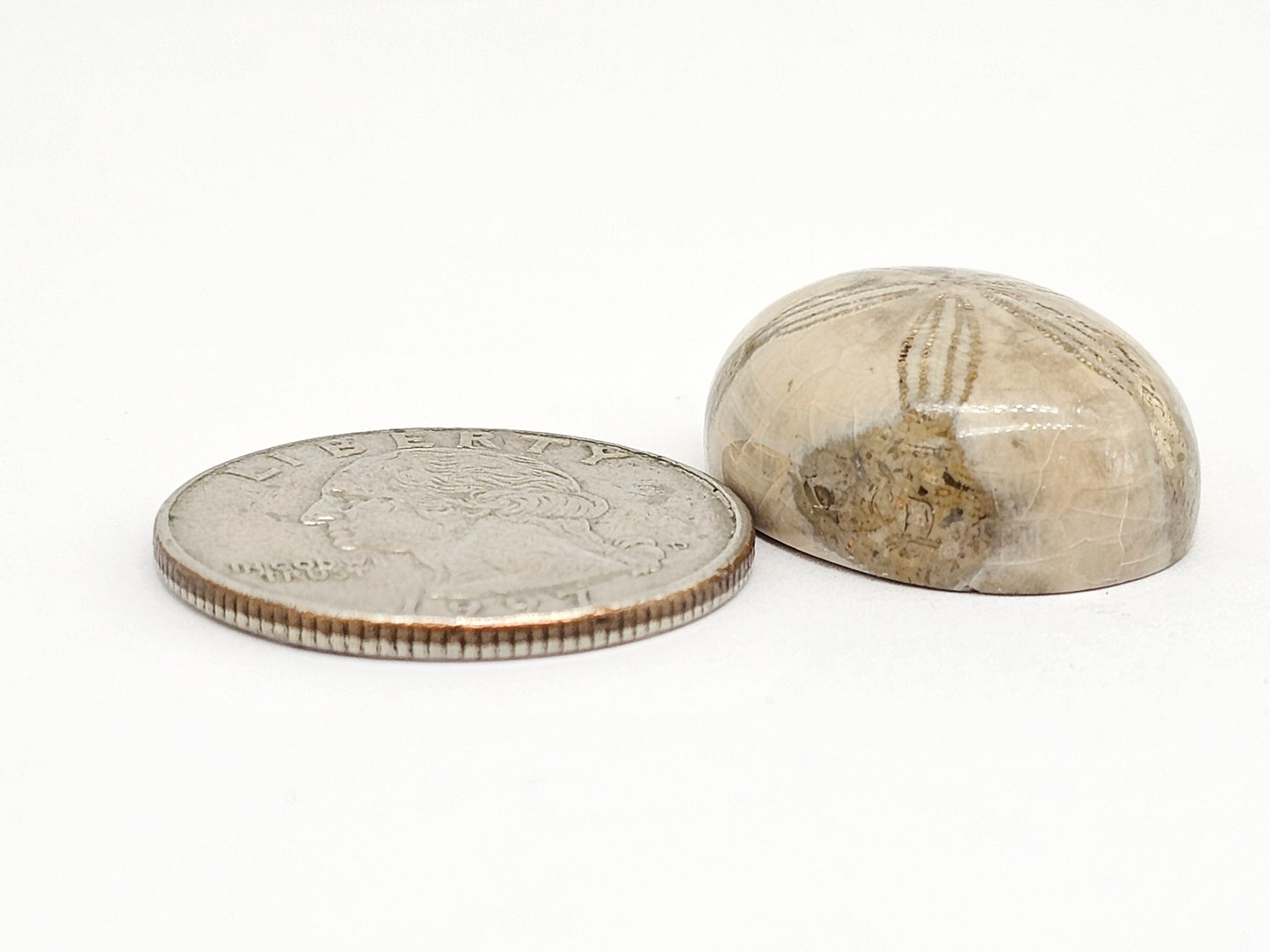 Sand Dollar Fossil - Large