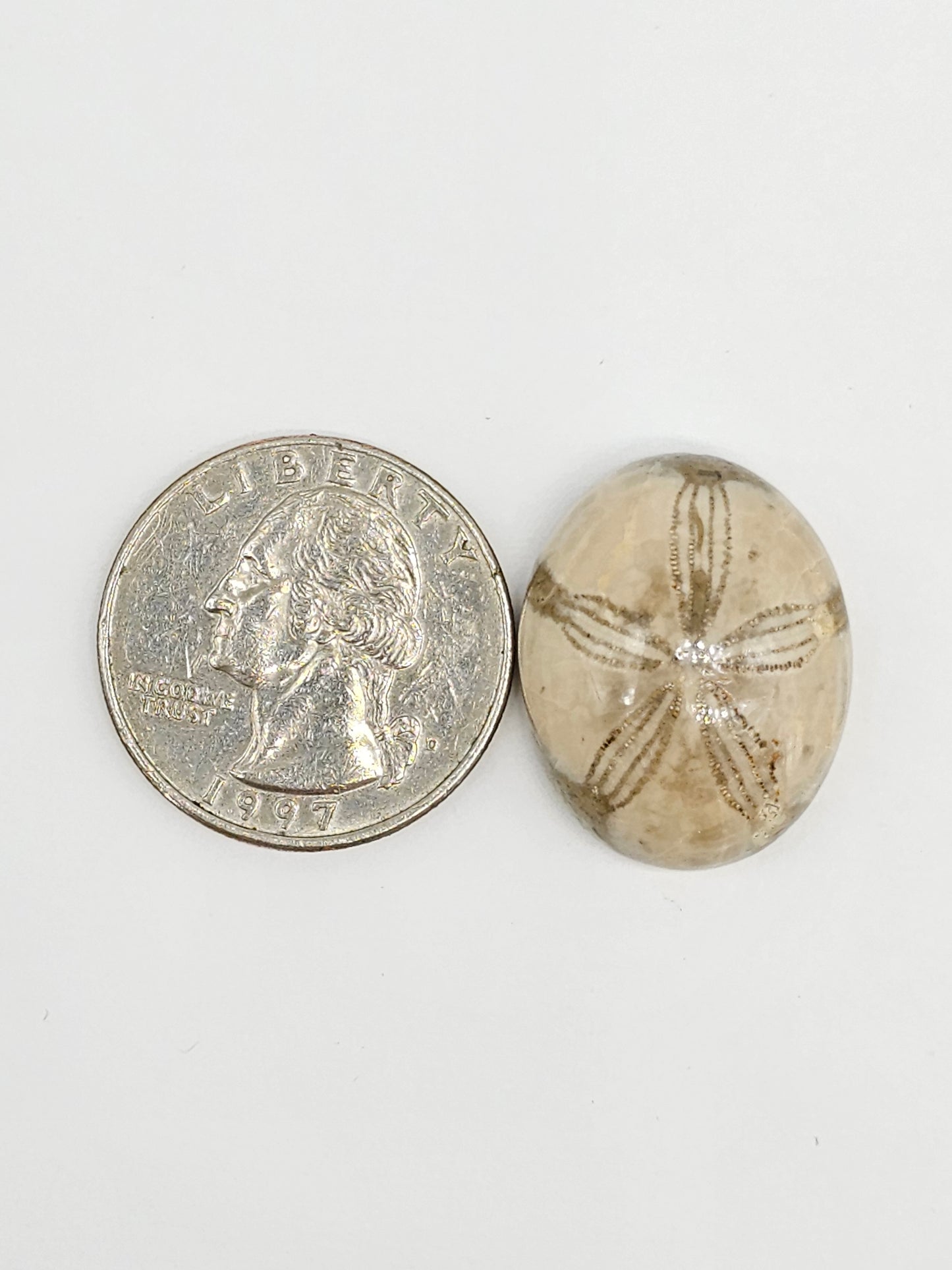 Sand Dollar Fossil - Large