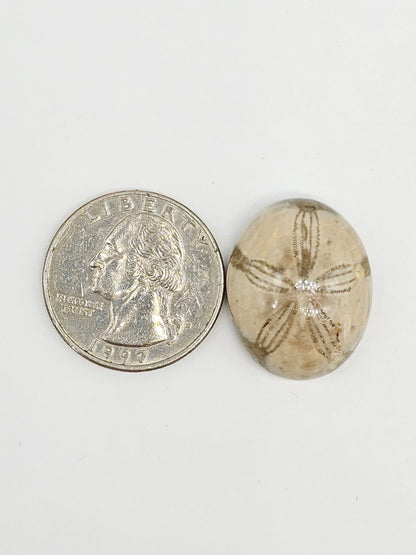 Sand Dollar Fossil - Large