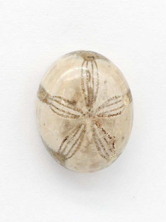 Sand Dollar Fossil - Large