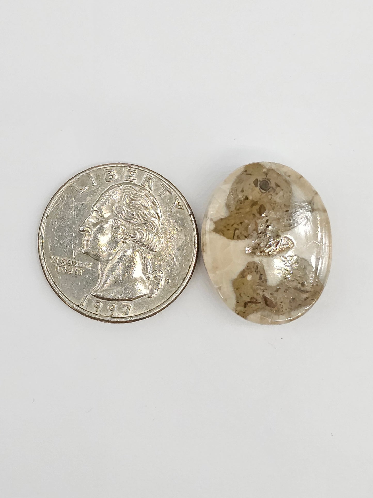 Sand Dollar Fossil - Large