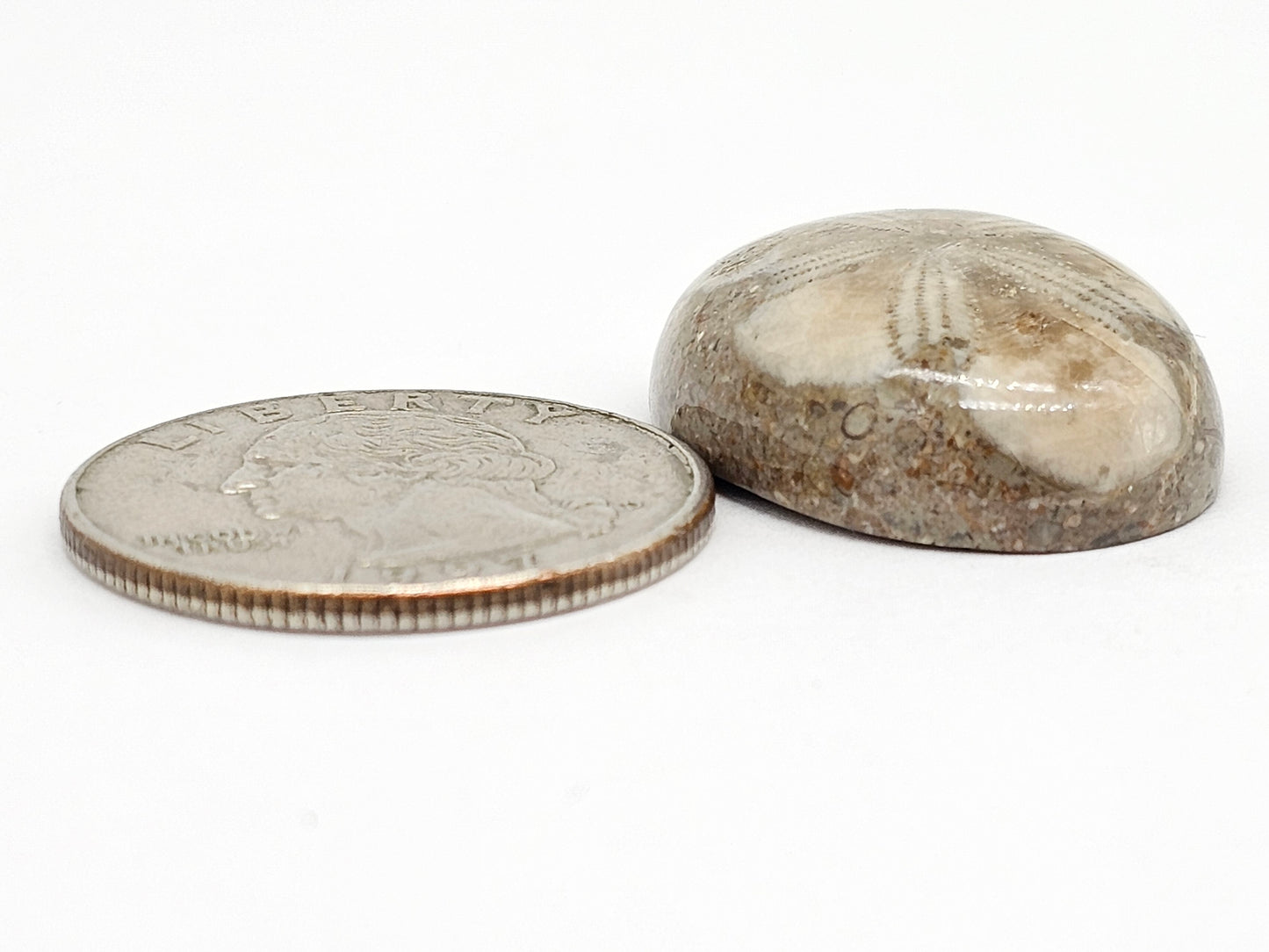 Sand Dollar Fossil - Large