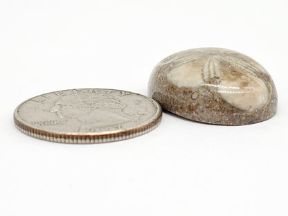 Sand Dollar Fossil - Large
