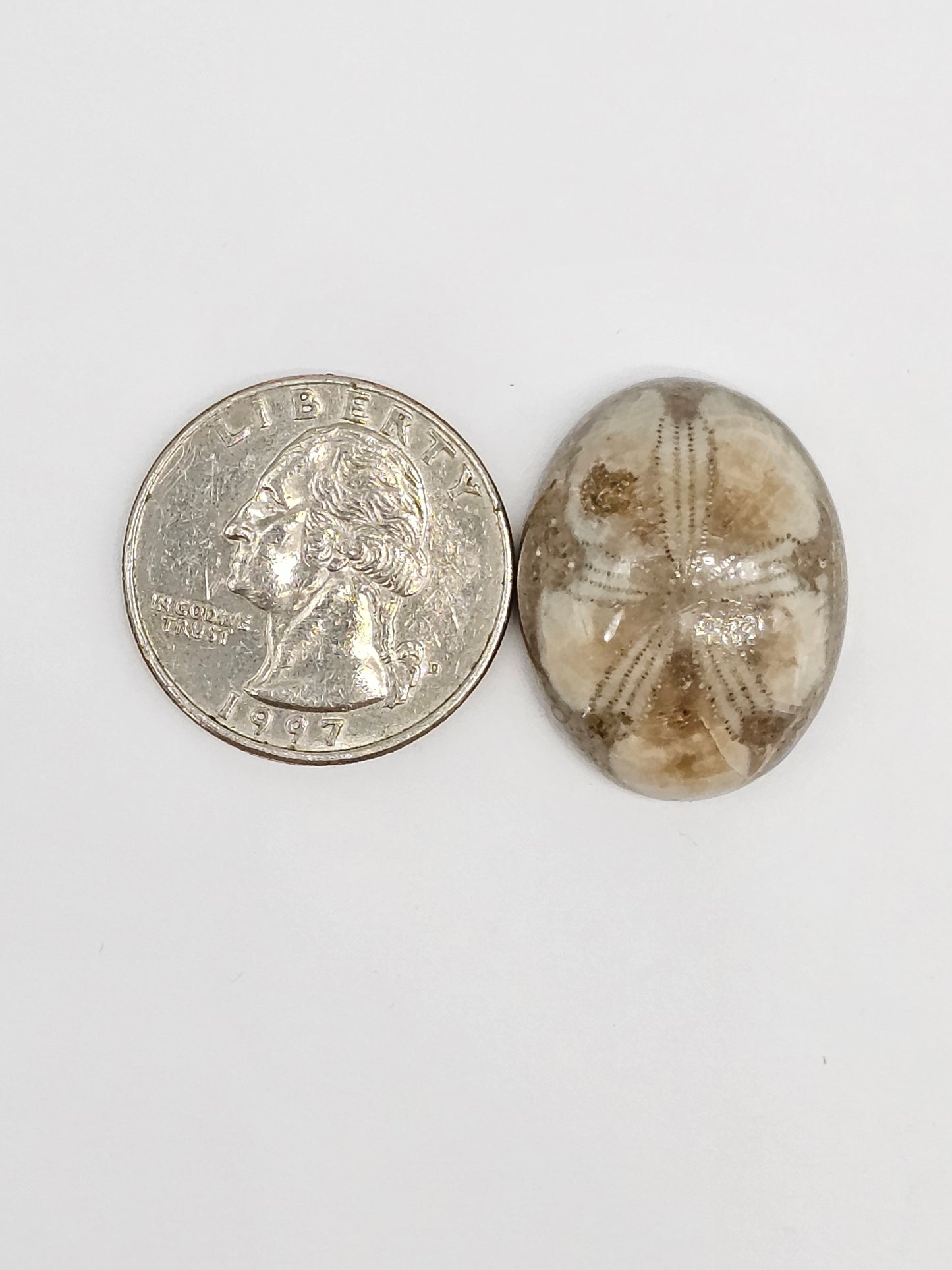 Sand Dollar Fossil - Large