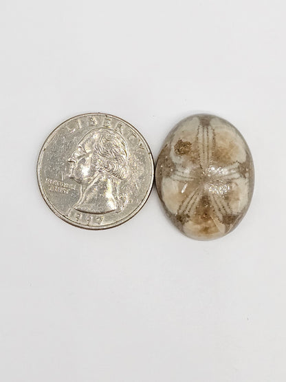 Sand Dollar Fossil - Large