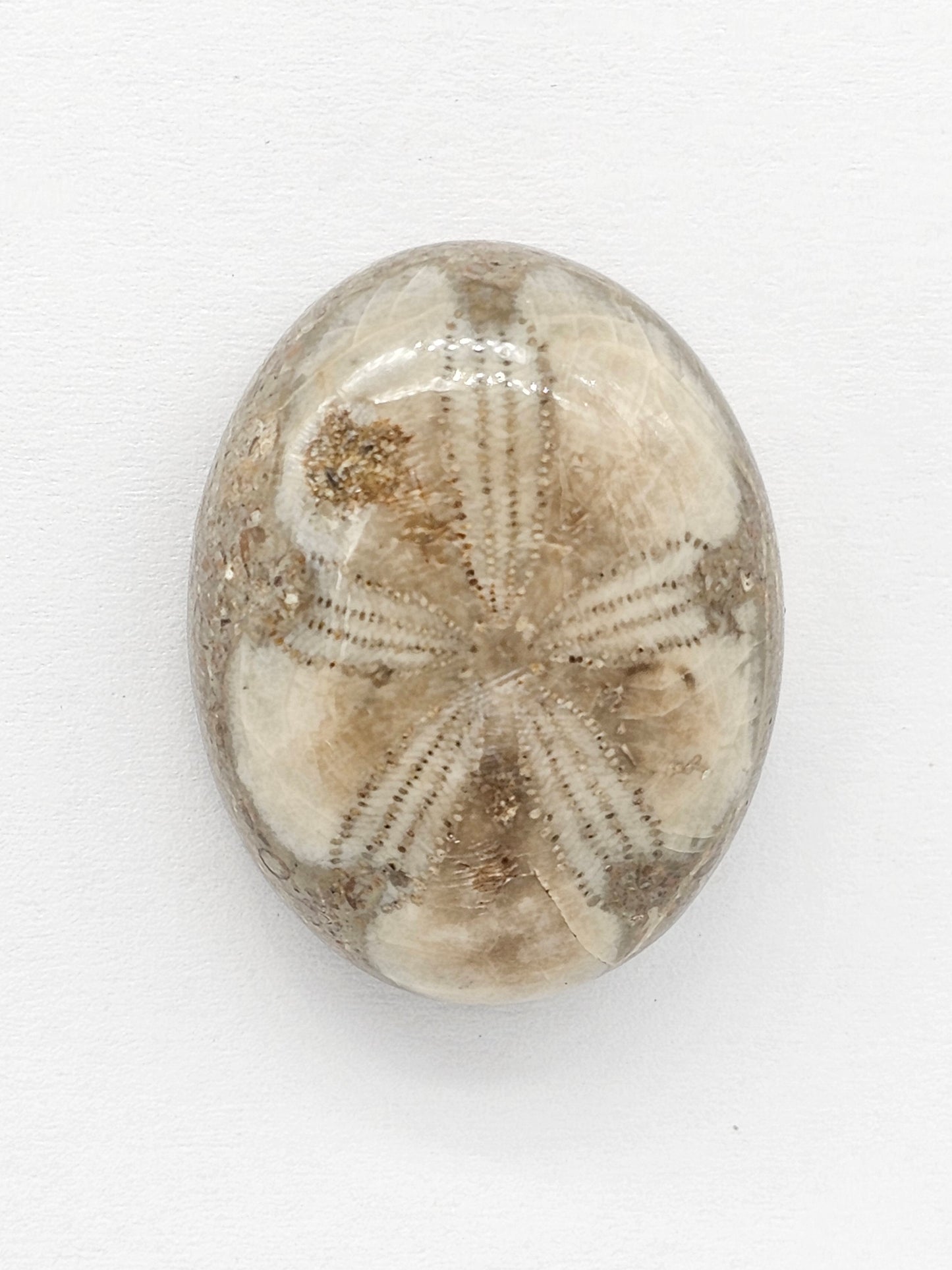 Sand Dollar Fossil - Large