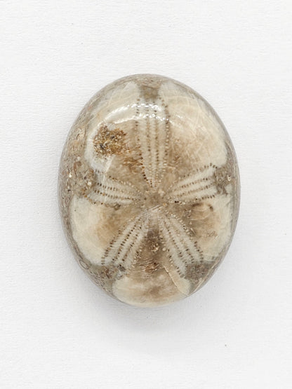 Sand Dollar Fossil - Large
