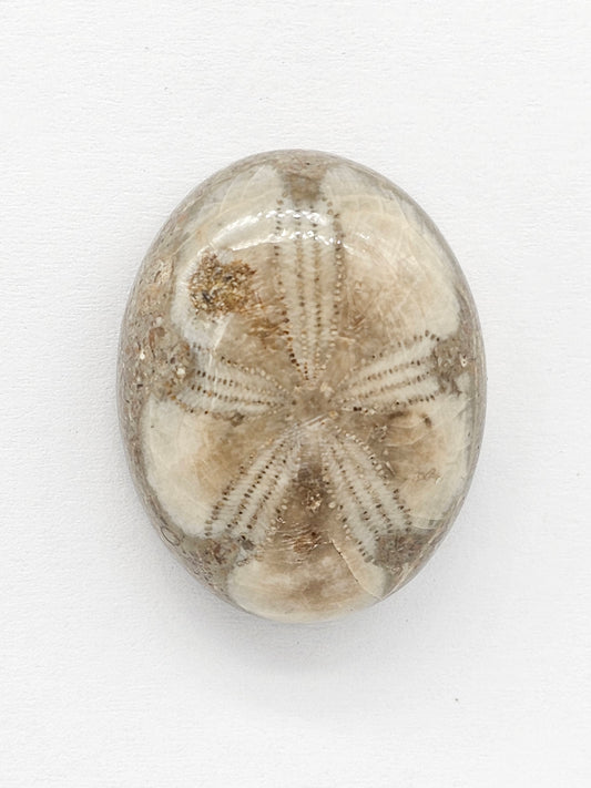Sand Dollar Fossil - Large
