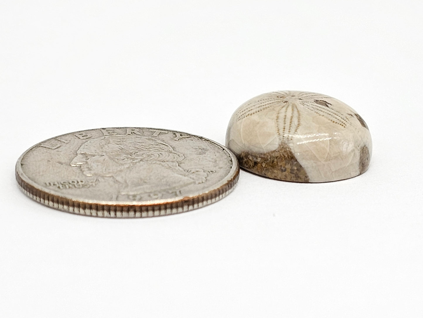 Sand Dollar Fossil - Medium