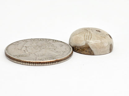 Sand Dollar Fossil - Medium