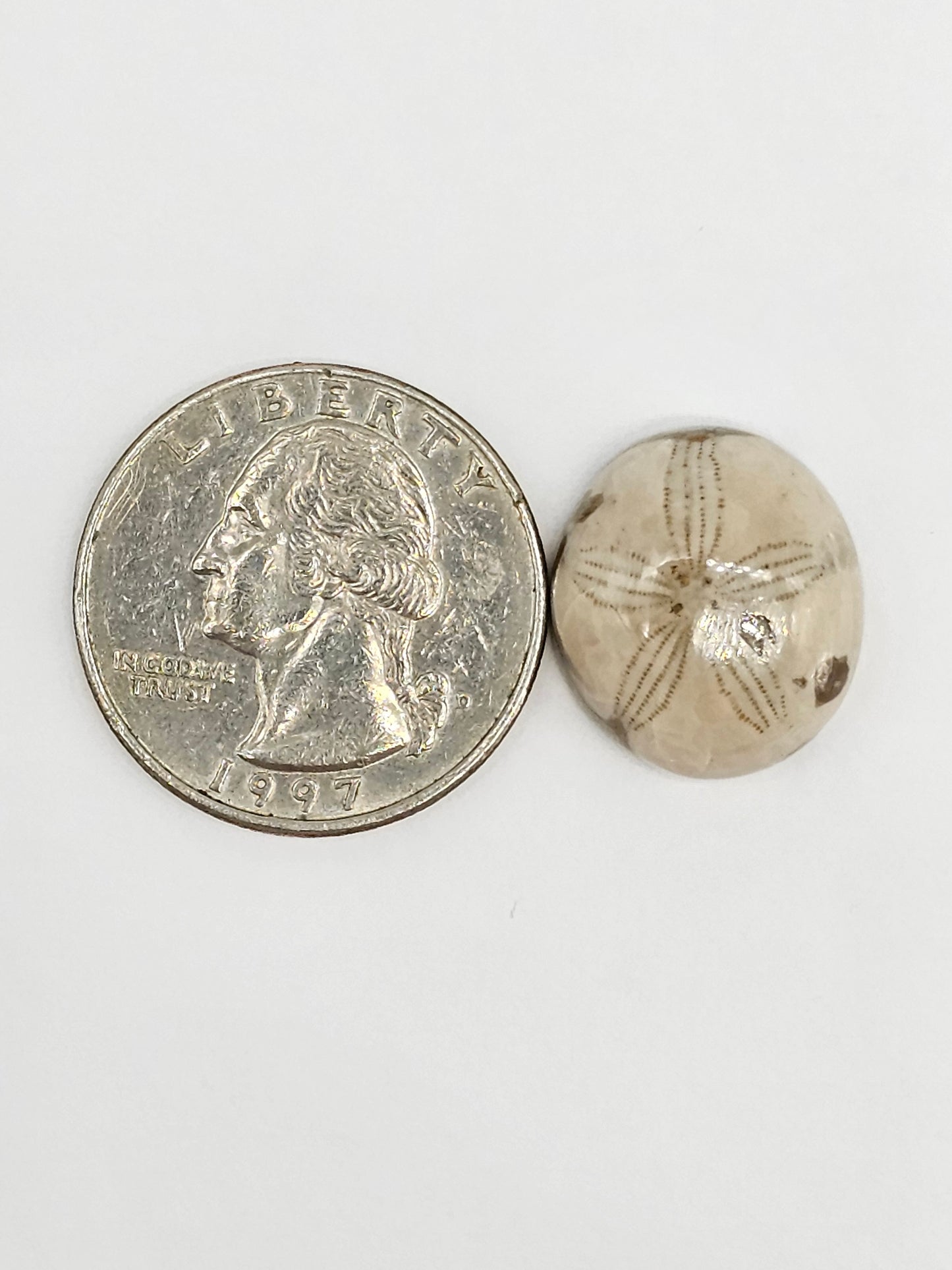 Sand Dollar Fossil - Medium