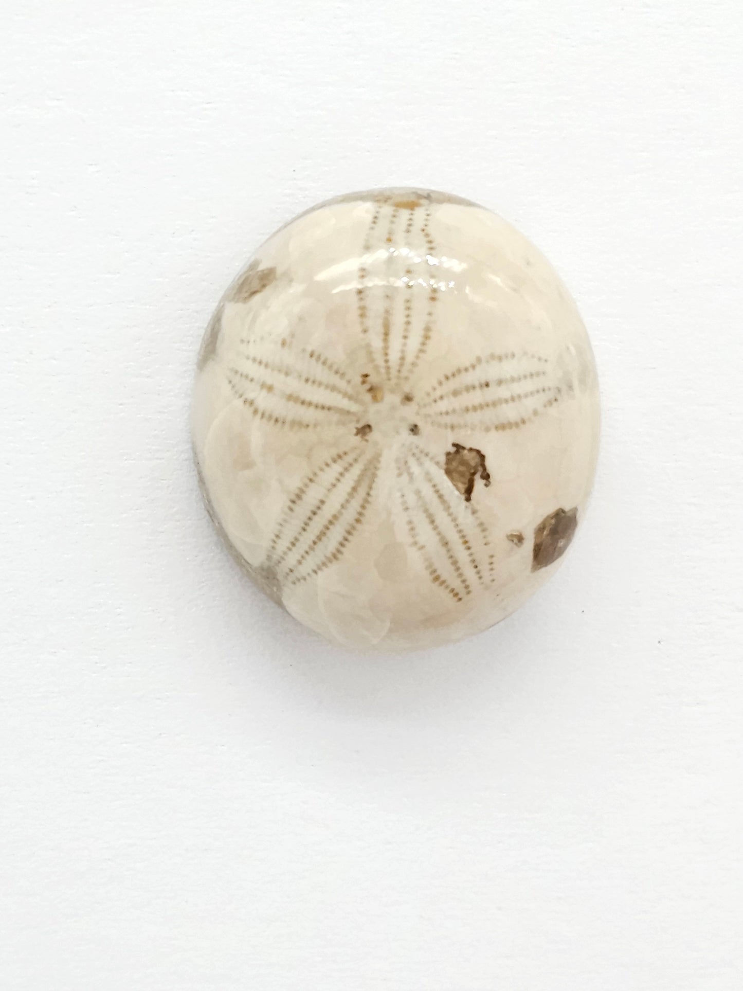 Sand Dollar Fossil - Medium