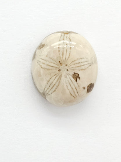 Sand Dollar Fossil - Medium