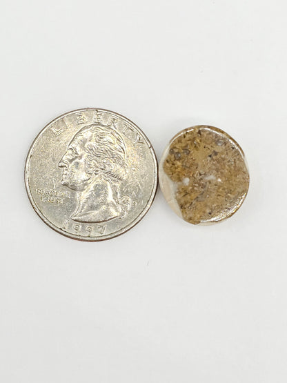 Sand Dollar Fossil - Medium