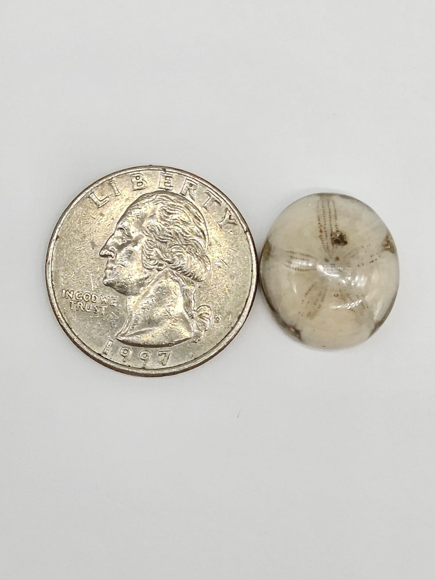 Sand Dollar Fossil - Medium