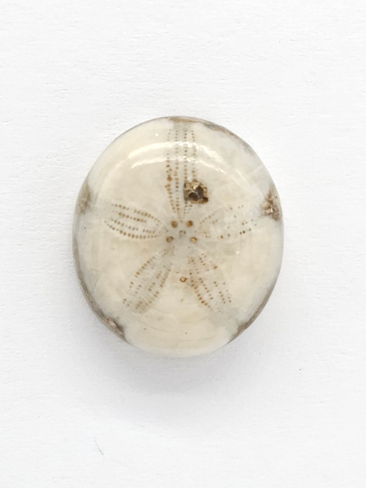 Sand Dollar Fossil - Medium