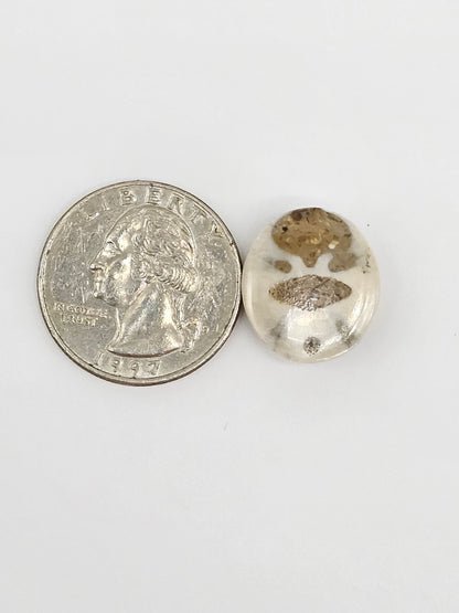 Sand Dollar Fossil - Medium