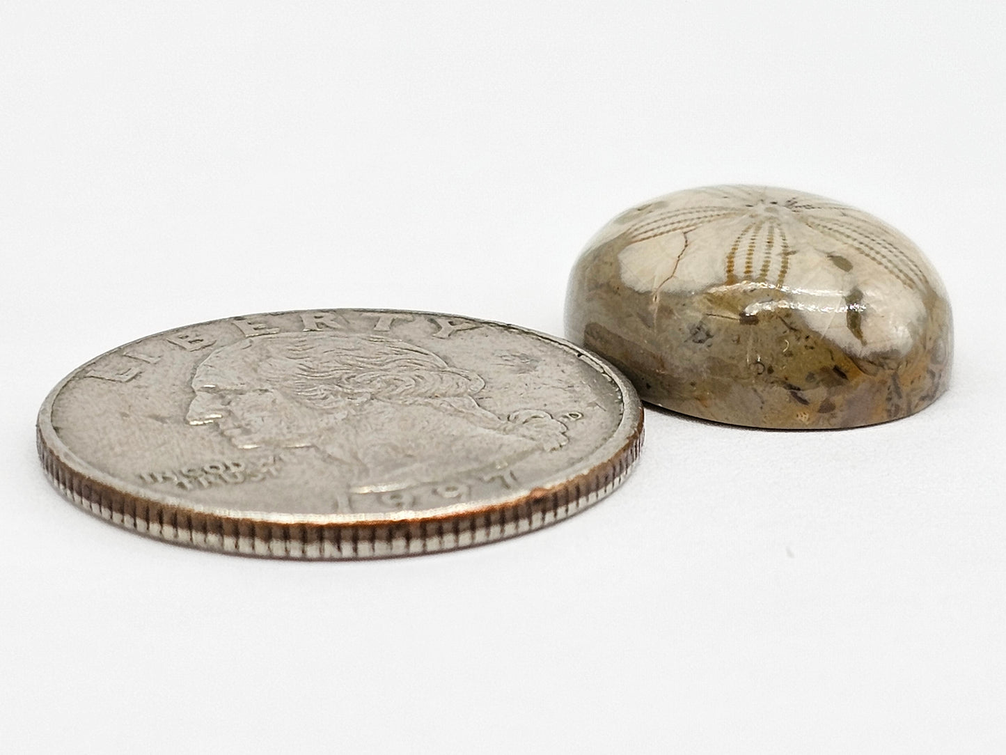 Sand Dollar Fossil - Medium