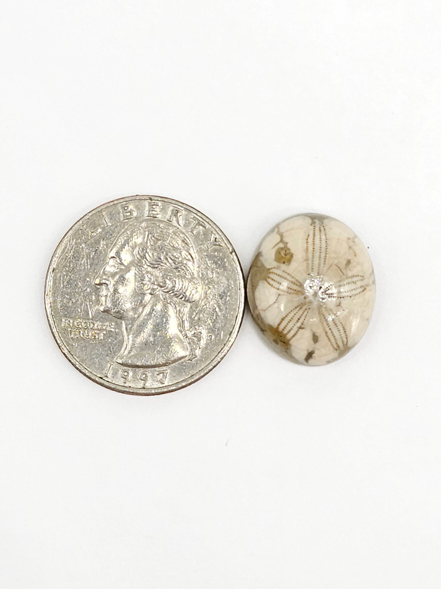 Sand Dollar Fossil - Medium