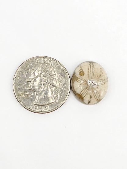 Sand Dollar Fossil - Medium