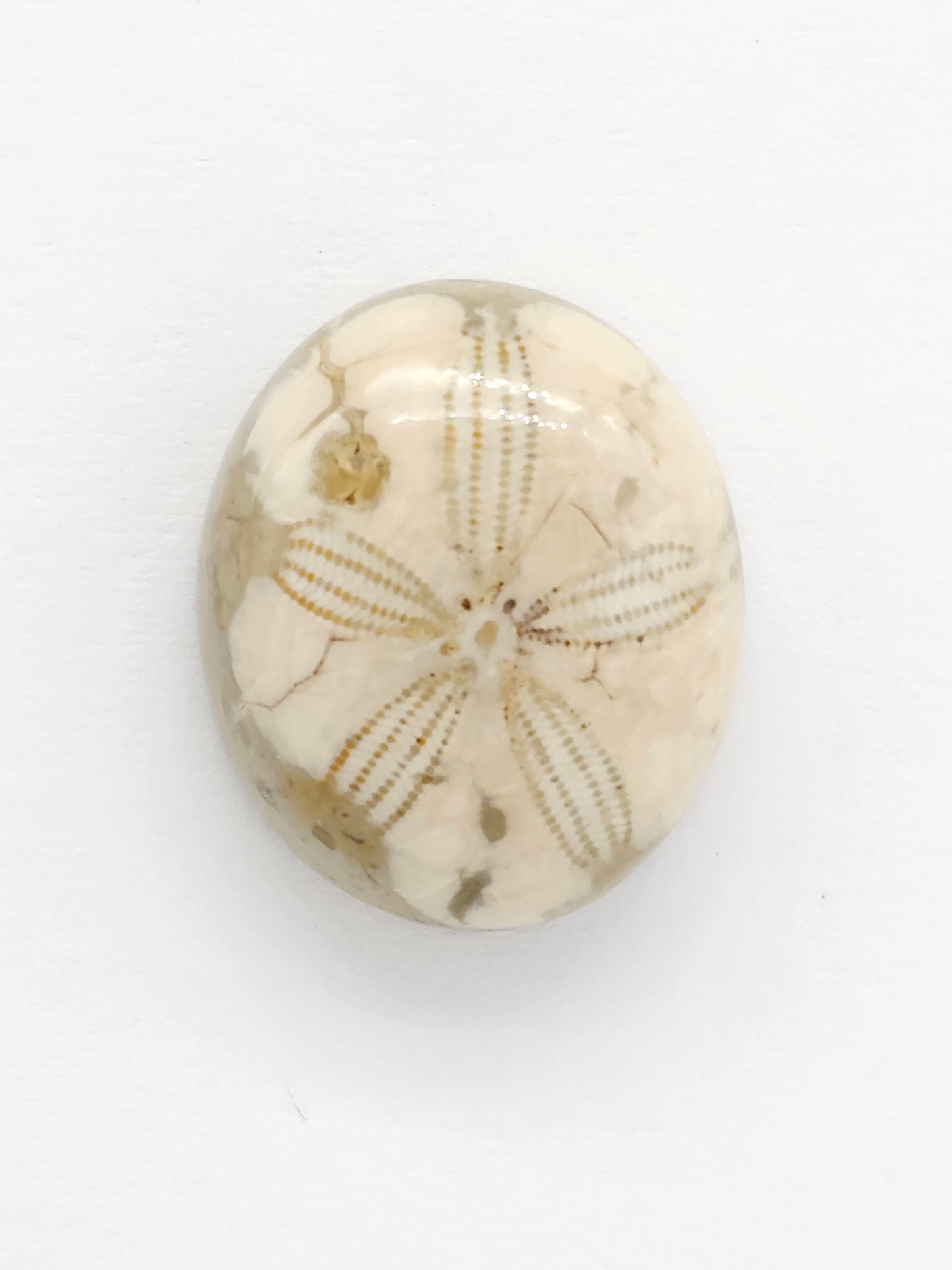 Sand Dollar Fossil - Medium