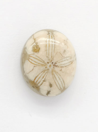 Sand Dollar Fossil - Medium