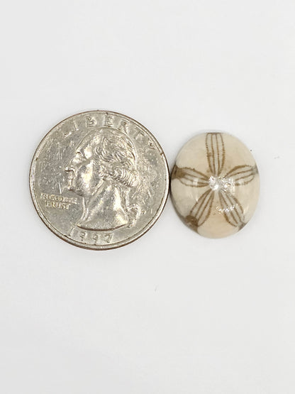 Sand Dollar Fossil - Medium