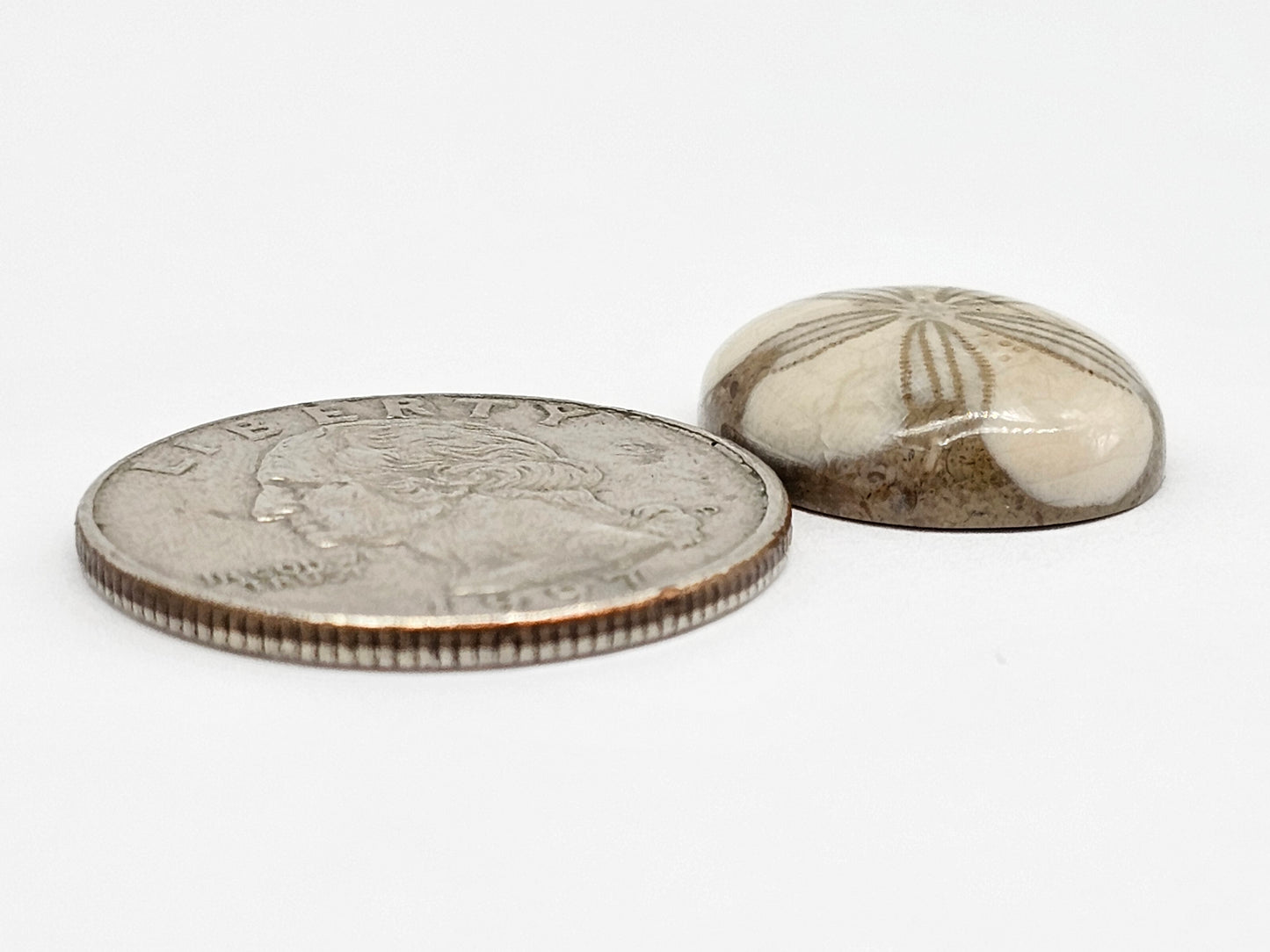 Sand Dollar Fossil - Medium