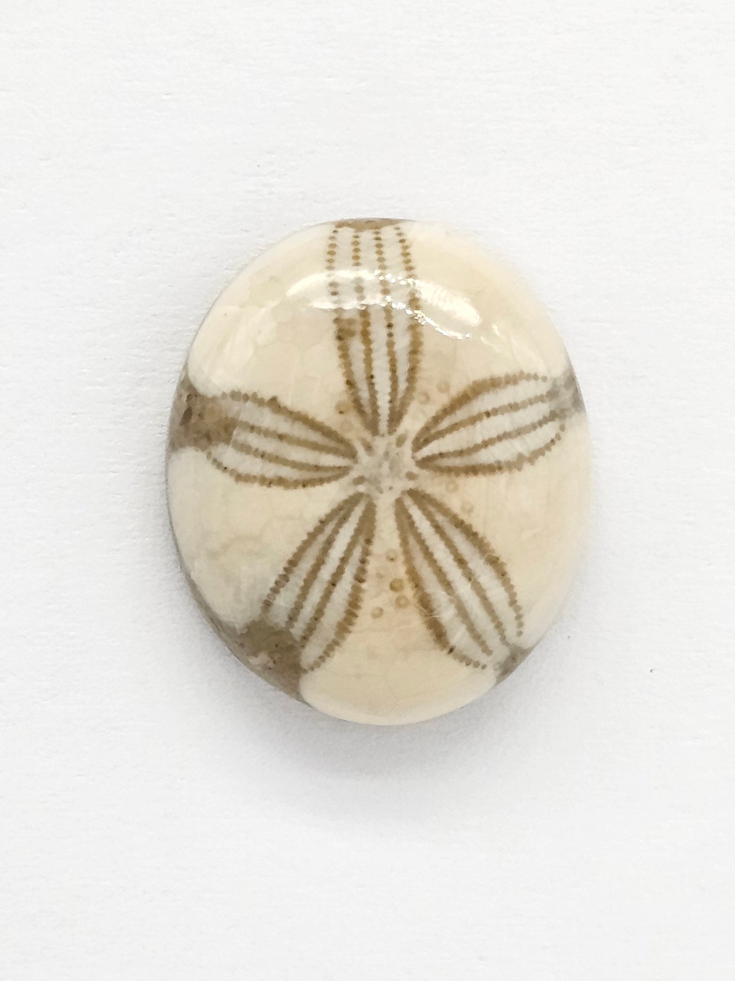 Sand Dollar Fossil - Medium