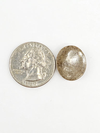 Sand Dollar Fossil - Medium