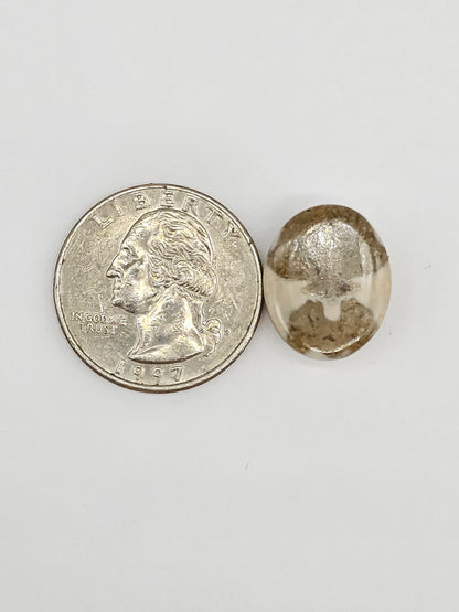 Sand Dollar Fossil - Medium