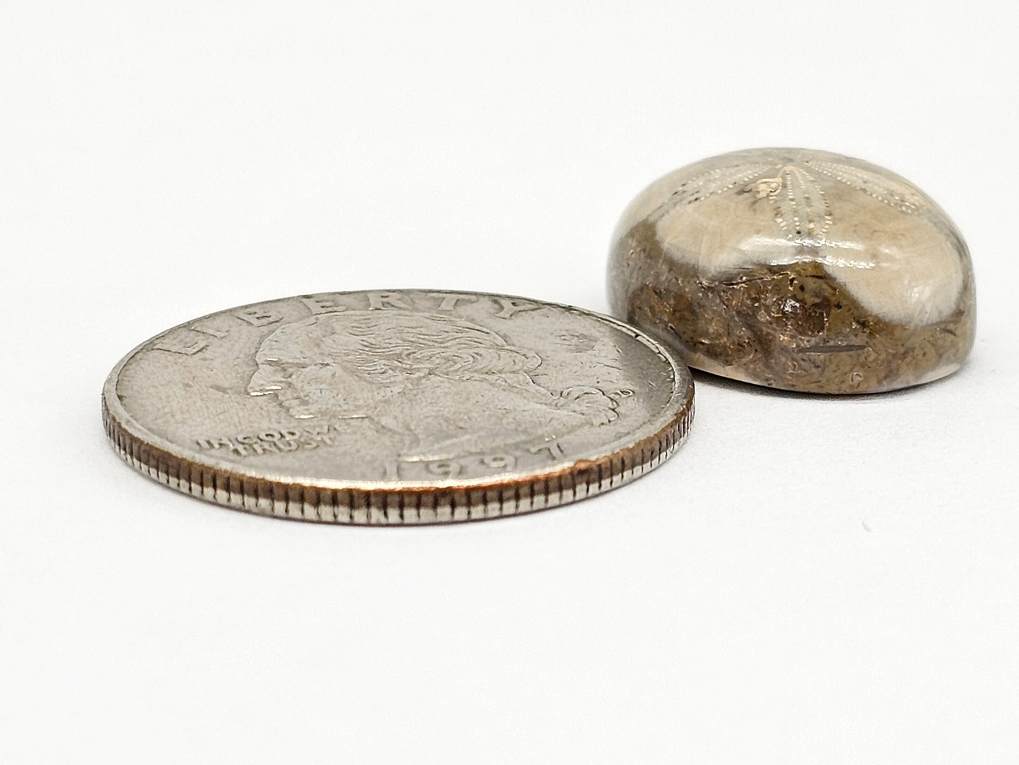 Sand Dollar Fossil - Medium