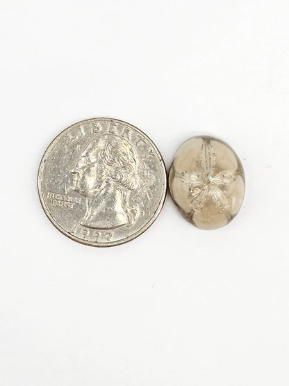 Sand Dollar Fossil - Medium