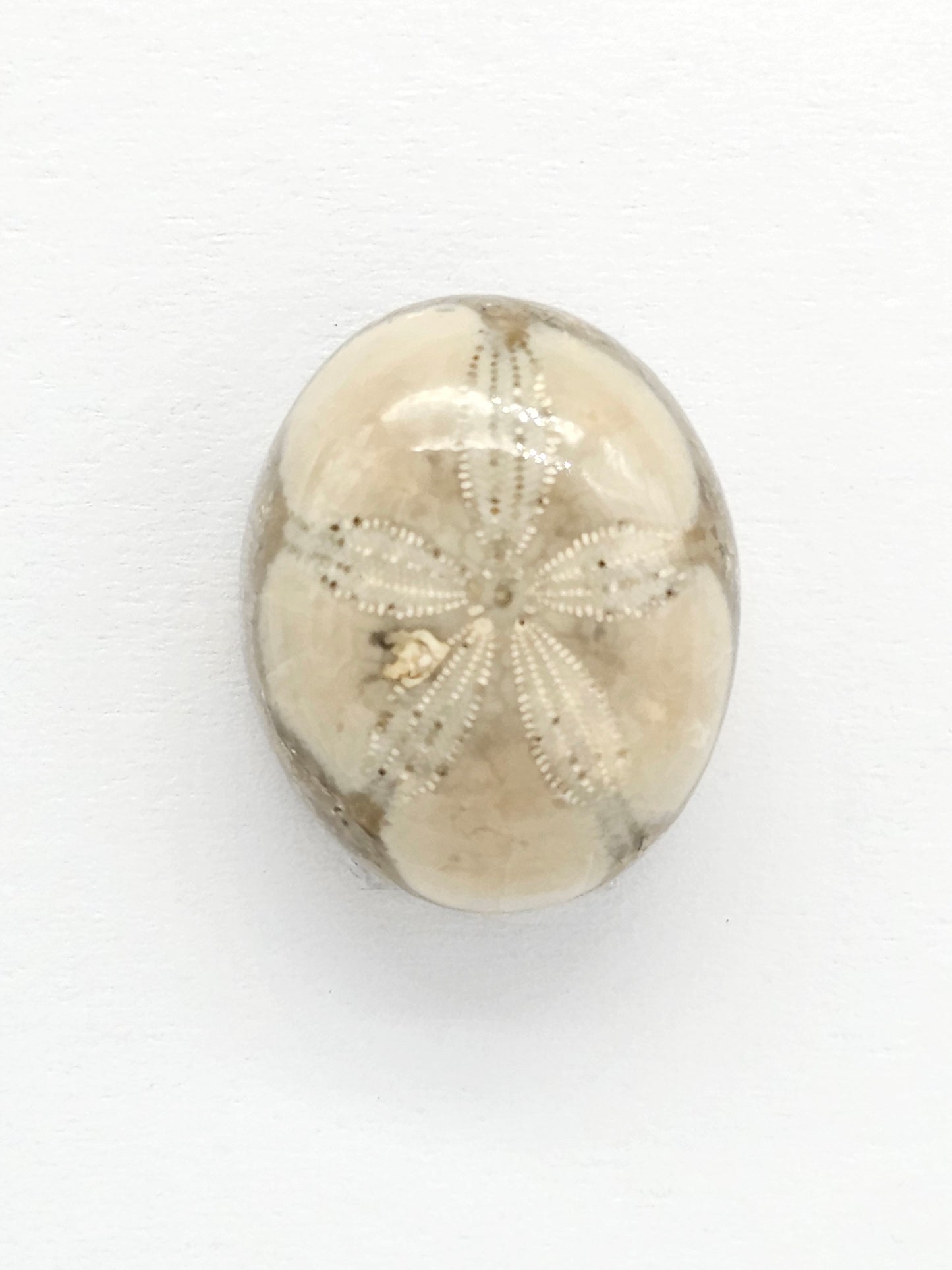Sand Dollar Fossil - Medium