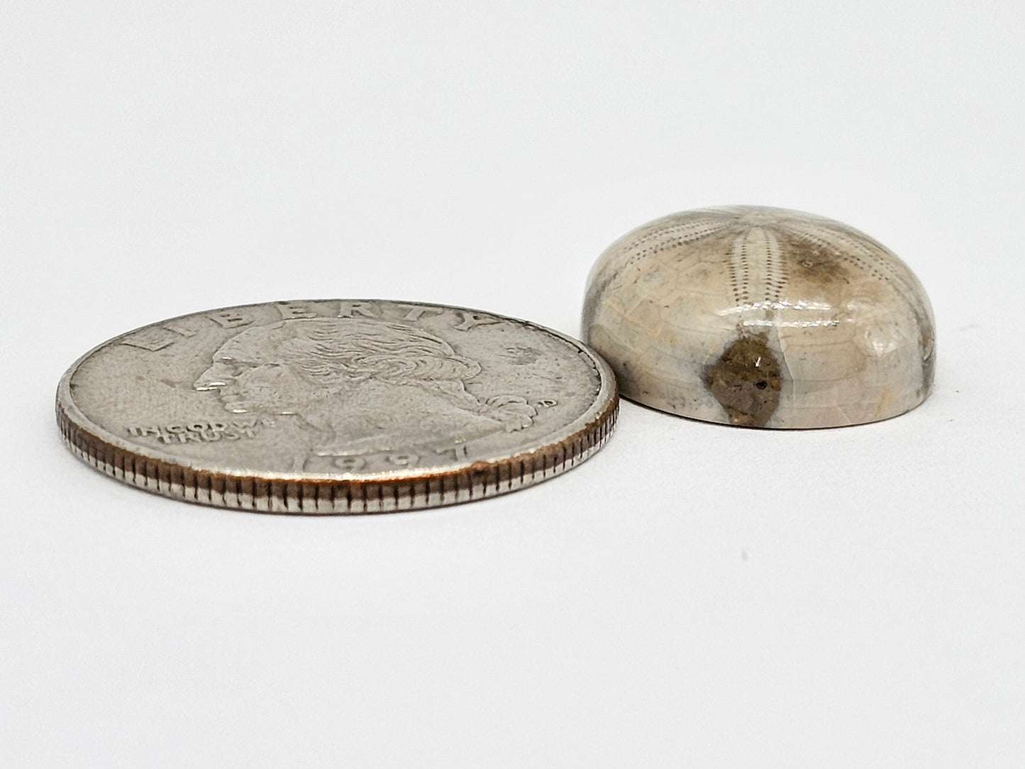 Sand Dollar Fossil - Medium