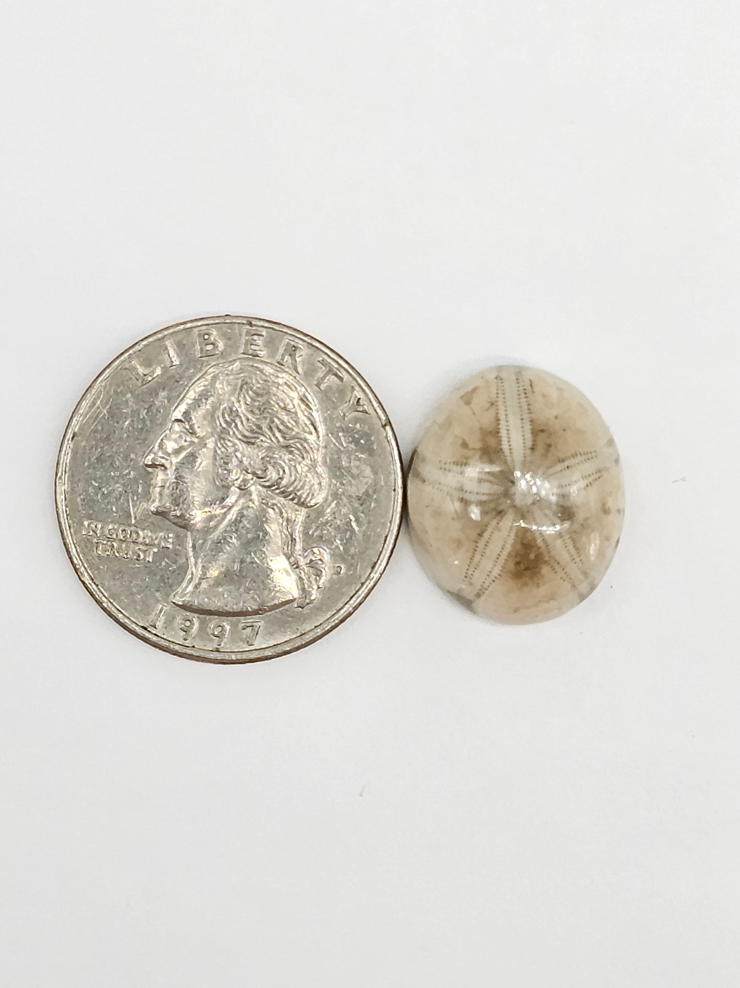 Sand Dollar Fossil - Medium