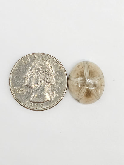 Sand Dollar Fossil - Medium