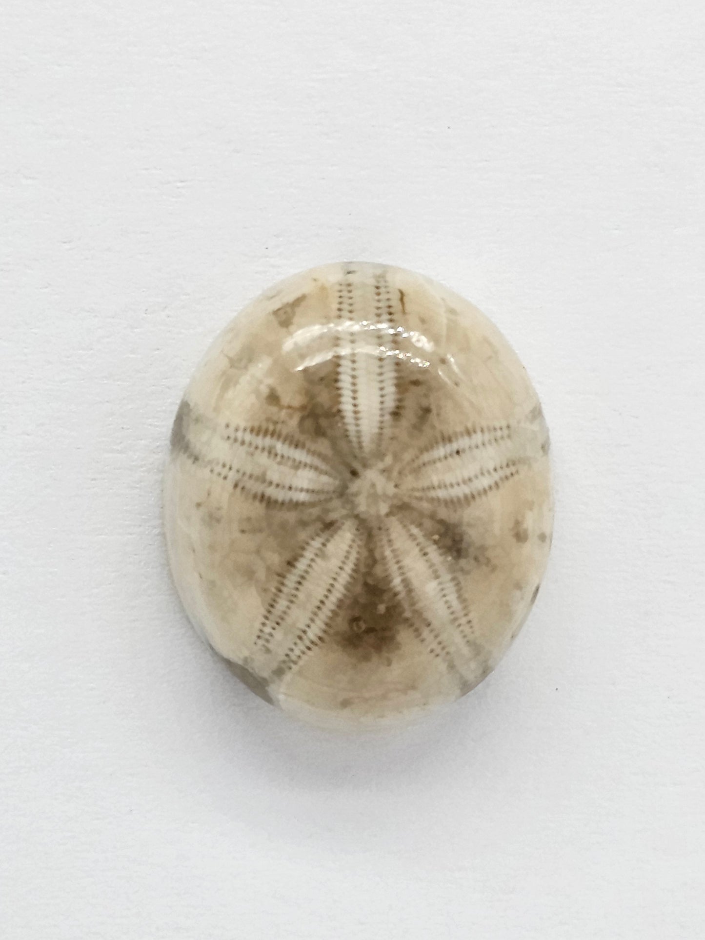 Sand Dollar Fossil - Medium