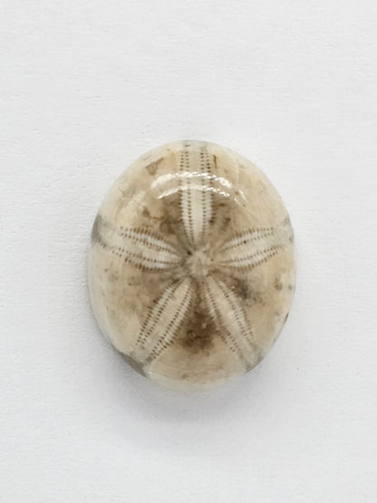 Sand Dollar Fossil - Medium