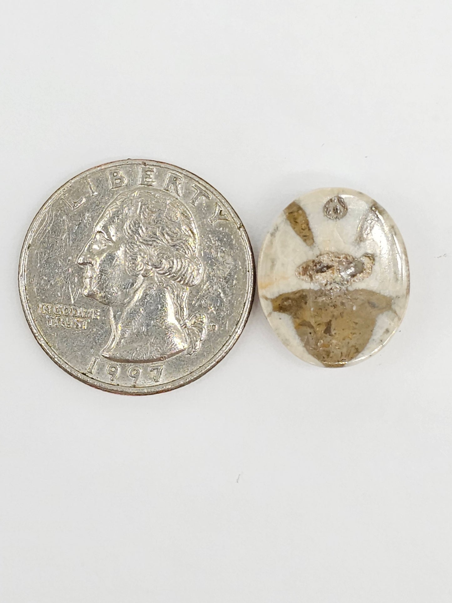 Sand Dollar Fossil - Medium