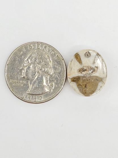 Sand Dollar Fossil - Medium