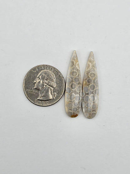 Fossilized Coral pair